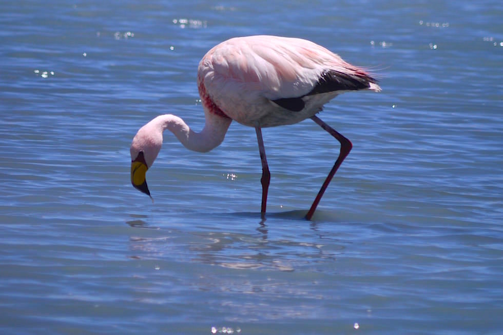 Lagune mit seltenen James-Flamingos Jeeptour Uyuni in Bolivien