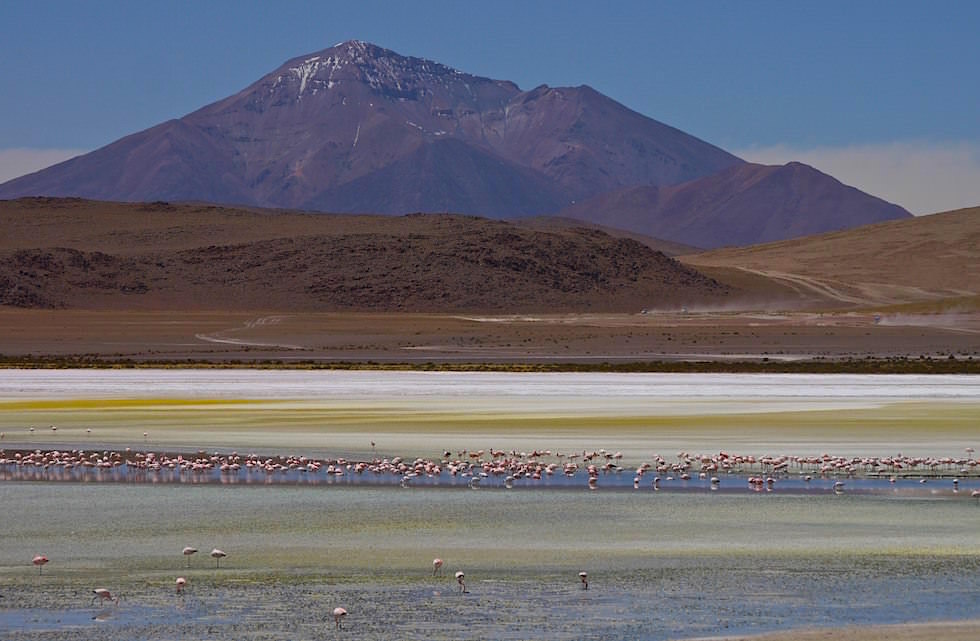 Laguna Hedionda mit Flamingos - Jeeptour Uyuni in Bolivien