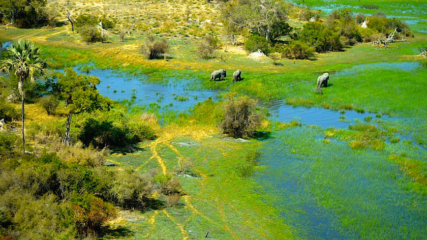 Elefanten Okavango Delta ein Helikopter Flug von Maun, Botswana