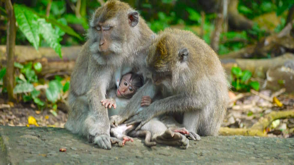 Affenwald - Langschwanz-Makaken - Monkey Forest in Ubud, Bali