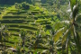 Die weltbekannten Reisterrassen von Bali – Die Reisgöttin & das unendlich grüne Hinterland