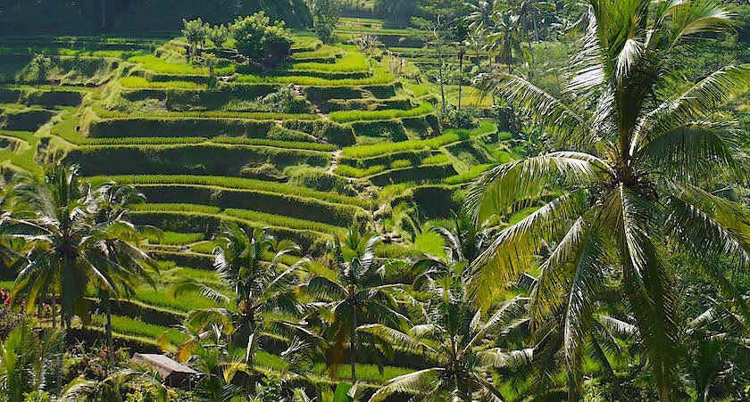 Tegallalang Reisterrassen Bali - Himmelstreppen zu den Göttern - Indonesien