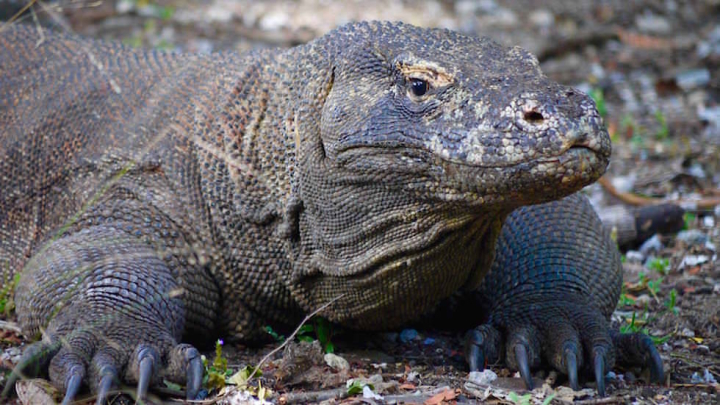 Komodo Dragon auf Komodo Island Komodo Nationalpark Indonesien