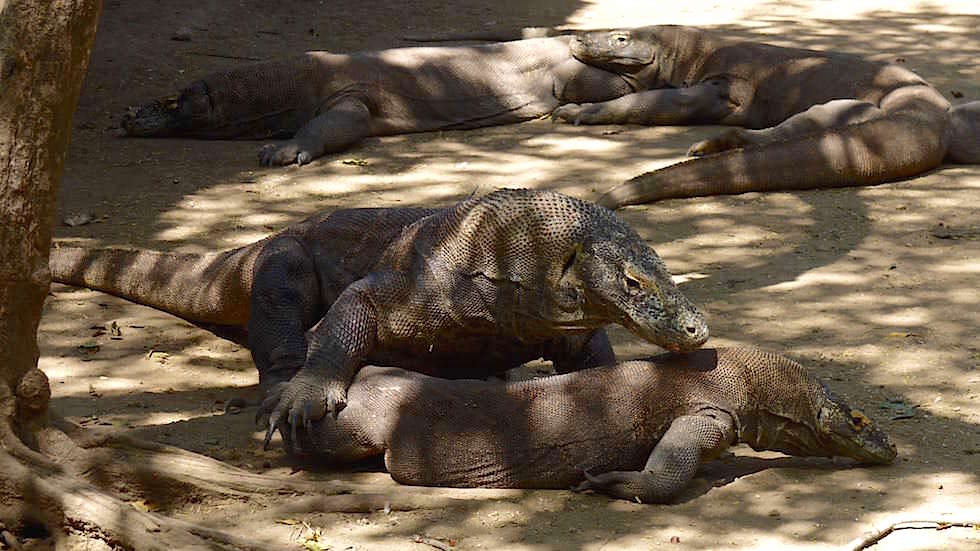Komodo Dragon - Lets make Love auf Rinca Island im Komodo National Park Indonesia