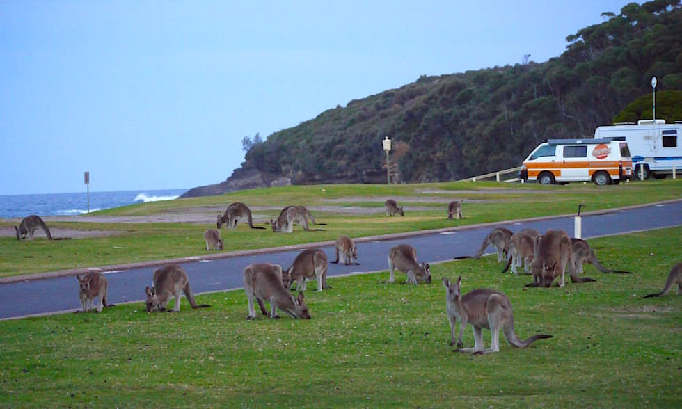 Kängurus - Merry Beach - Murramarang National Park - NSW - Australien