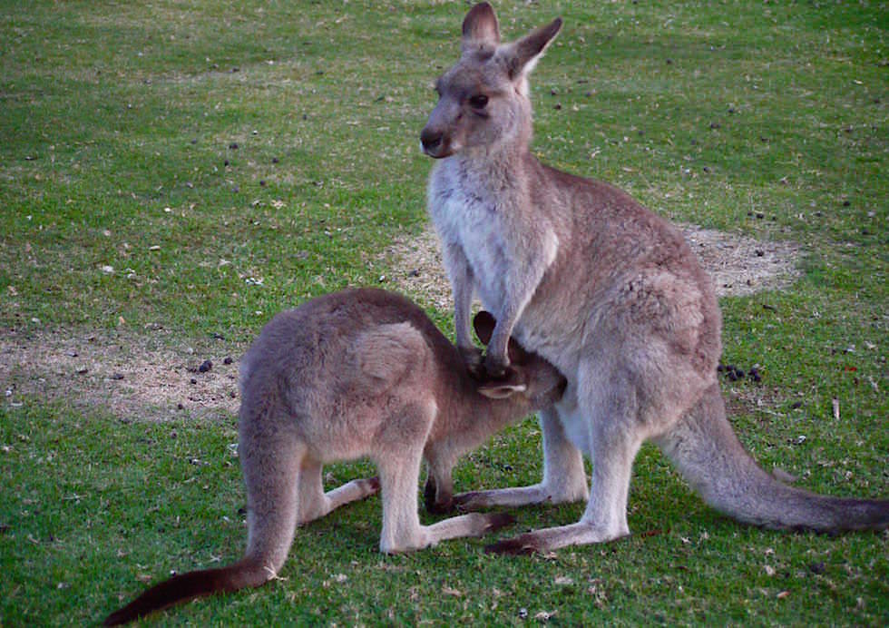 Kängurus - Merry Beach - Murramarang National Park - NSW - Australien