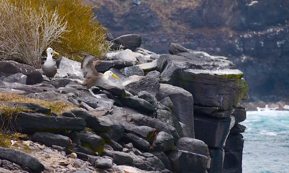 Galapagos Albatrosse lernen fliegen auf Espanola Island - Suarez Point- Galapagos Inseln Ecuador