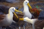 Española Island – Wo Galapagos Albatrosse das Fliegen lernen!