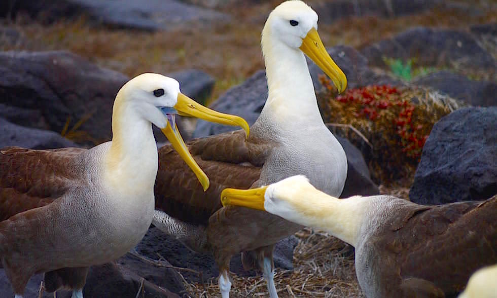 Albatrosse auf Espanola Island - Suarez Point- Galapagos Inseln Ecuador