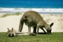 Murramarang National Park – Merry Beach – Kängurus, Possums & ihre Freunde zum Sattsehen!