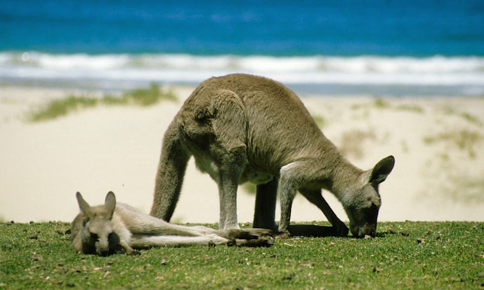 Merry Beach - Murramarang National Park - NSW - Australien