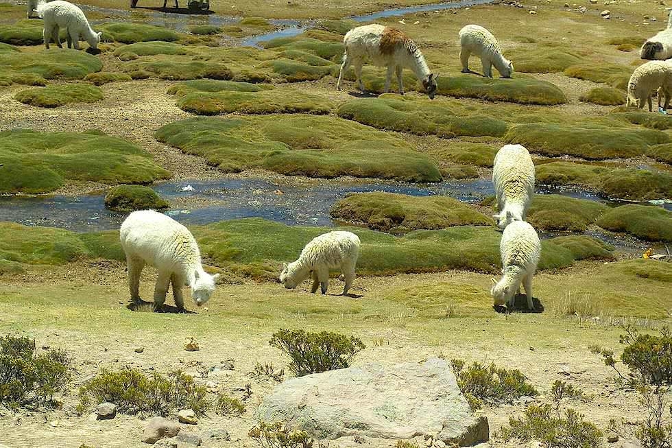 Von Arequipa nach Chivay: Alpakas in der Pampa Canahuas - Peru