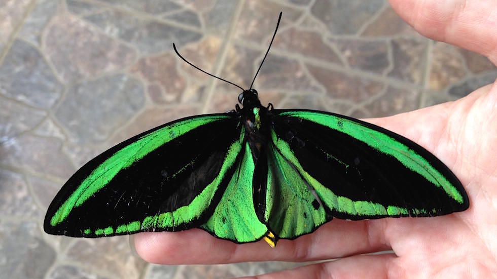 Ornithoptera priamus Bali Butterfly Park - Indonesien