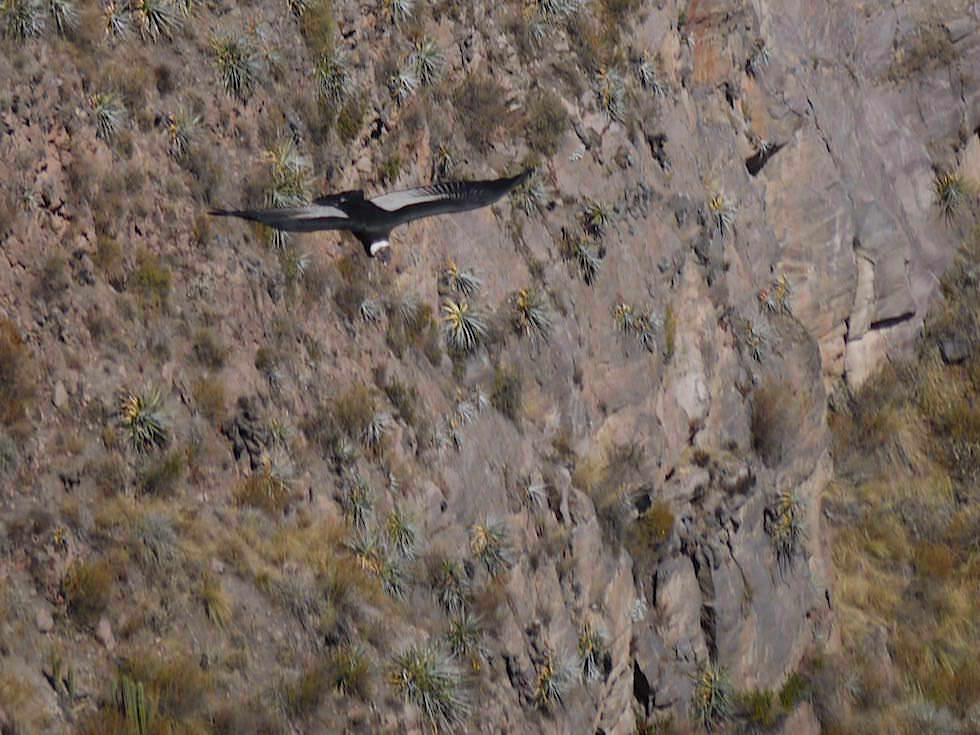 Kondore Kreuz des Kondors - Colca Canyon - Chivay- Peru