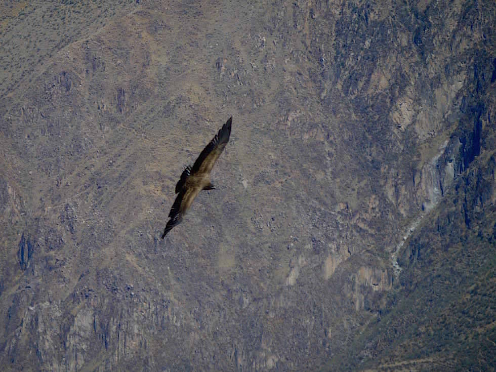 Kondor Cruz del Condor - Lama Colca Canyon - Chivay- Peru