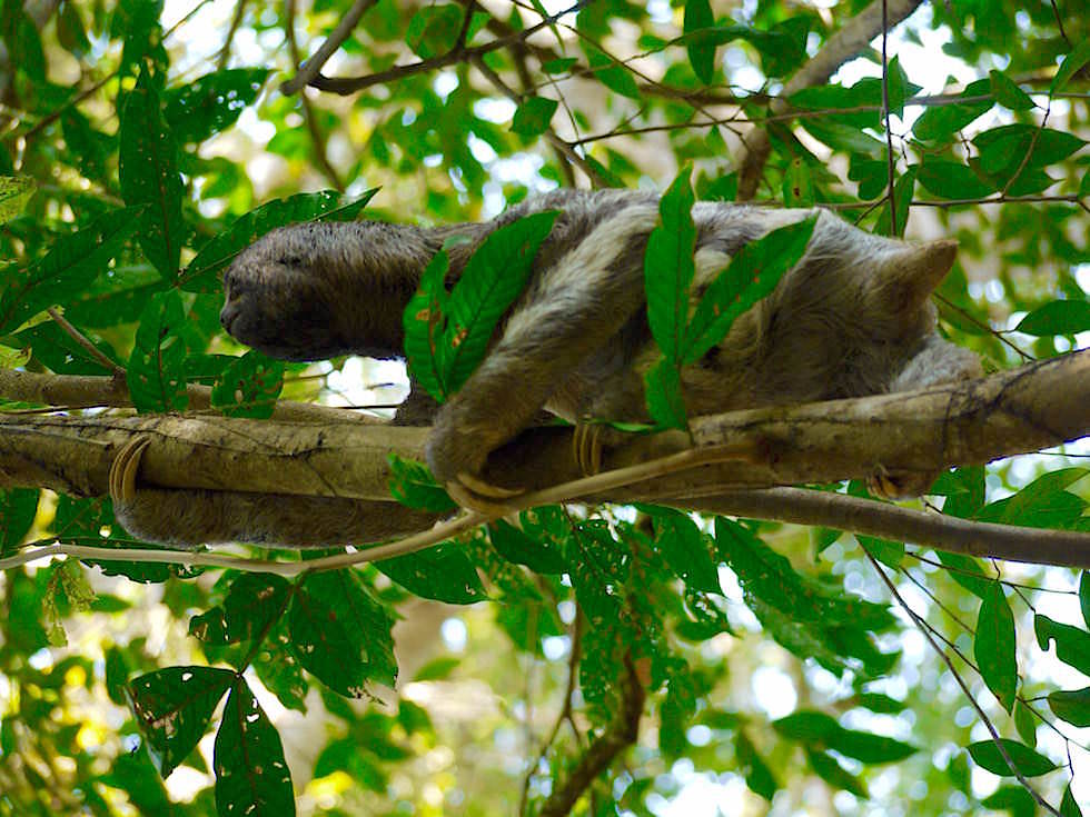 Faultier - Abenteuer Amazonas Dschungel Tour - Peru