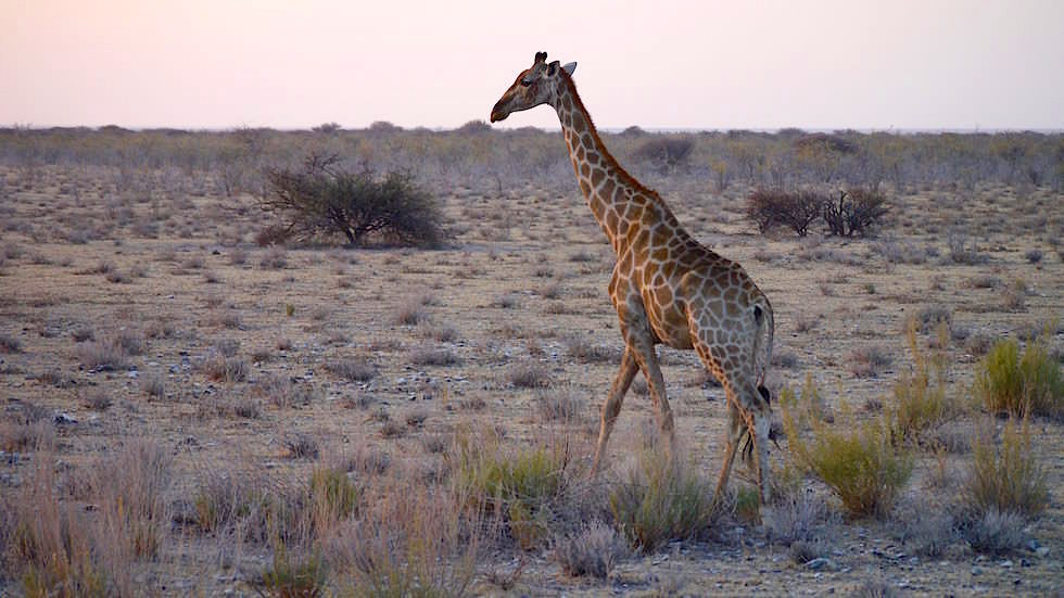 Giraffe Etosha Nationalpark Namibia