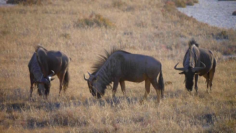 Streifengnu Etosha Nationalpark Namibia