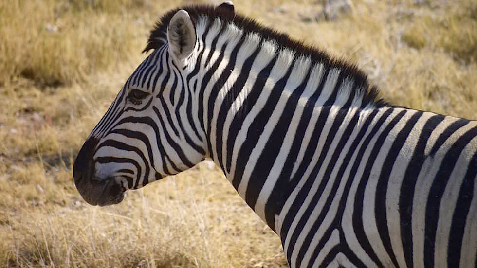 Zebras Etosha Nationalpark Namibia
