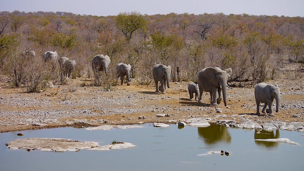 Elefanten gehen Wasserloch Etosha Nationalpark Namibia