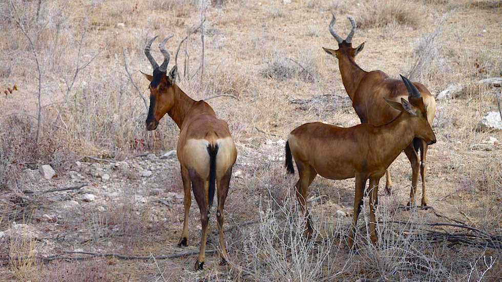 Hartebeest Etosha Nationalpark Namibia