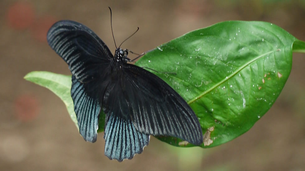 Great Mormon Bali Butterfly Park - Indonesien