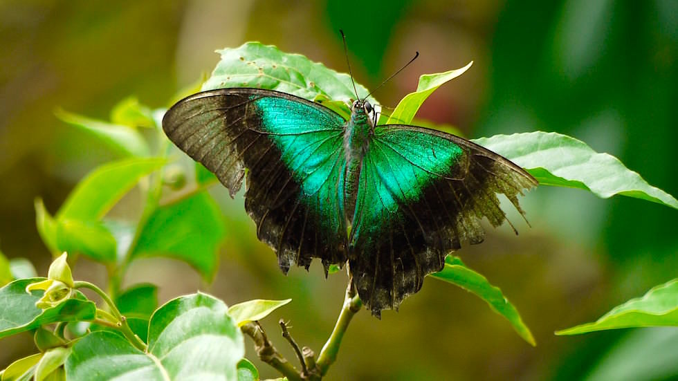 Bali Butterfly Park - Indonesien