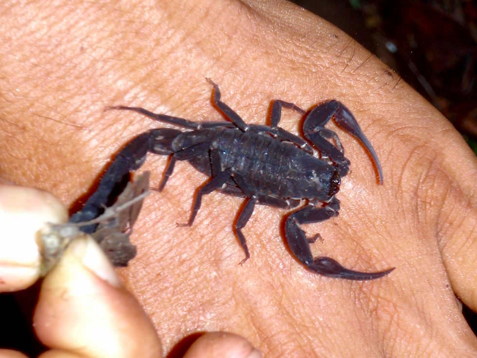Skorpion - Abenteuer Amazonas Dschungel Tour - Peru