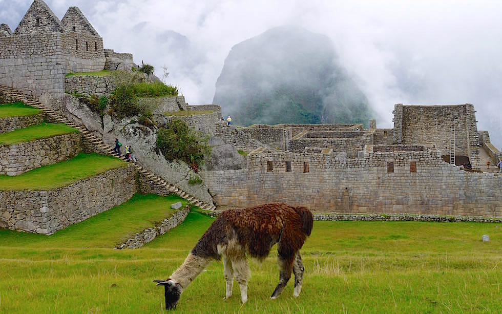 Lama Machu Picchu - Peru