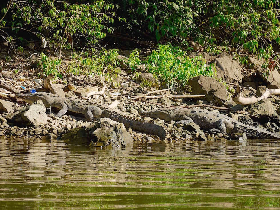 Krokodile - Canon del Sumidero - Sumidero Schlucht bei Chiapa de Corzo - Chiapas, Mexiko