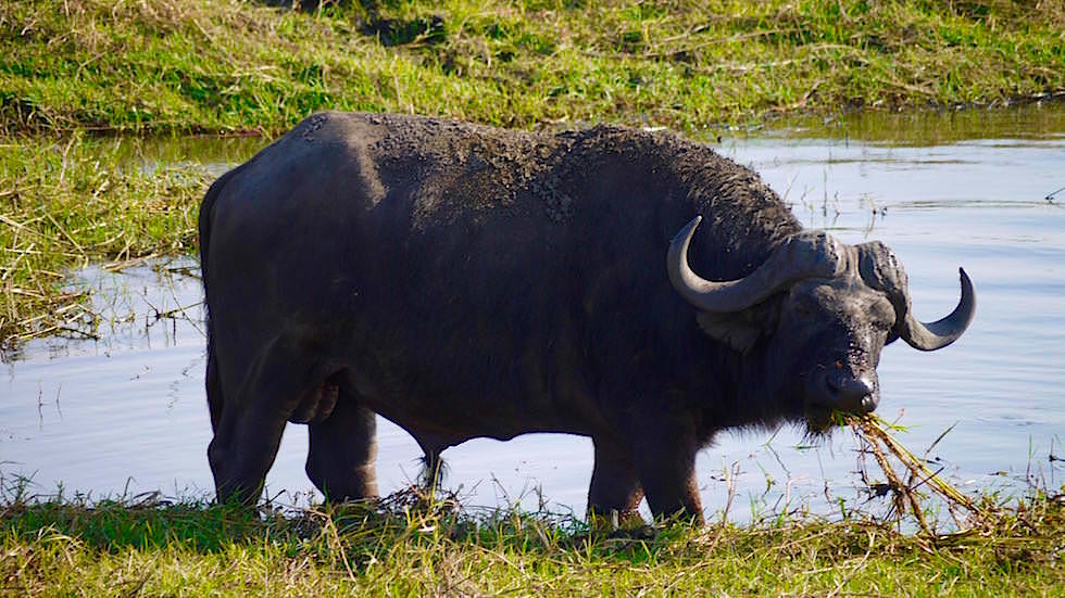 Afrikanischer Büffel - Chobe River Cruise - Chobe National Park in Botswana