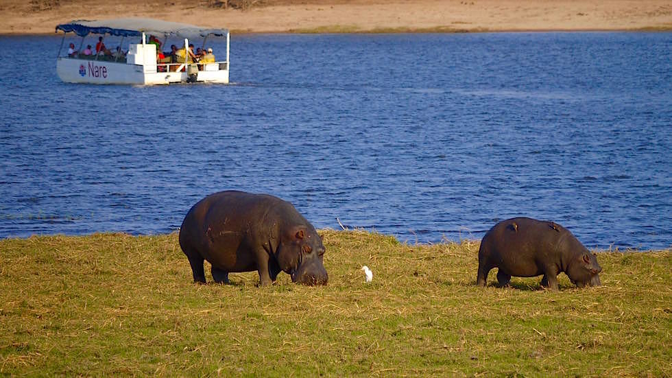 Nilpferde & Boot - Chobe River Cruise - Chobe National Park in Botswana