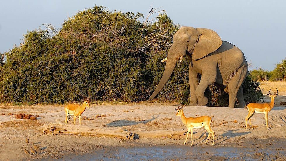 Elefant am Ufer - Chobe River Cruise - Chobe National Park in Botswana
