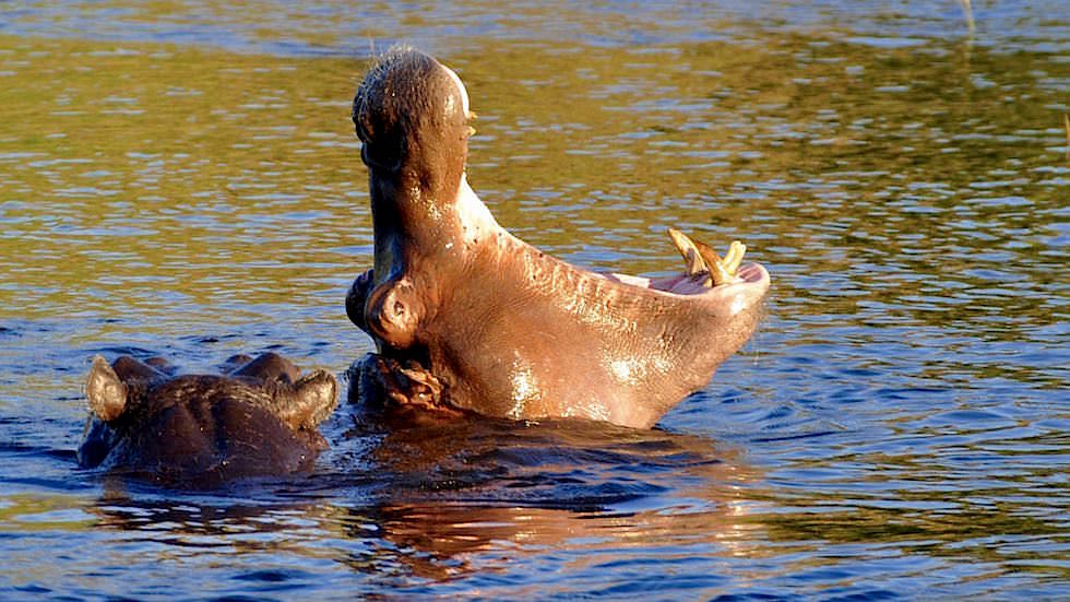 Flusspferd im Wasser - Chobe River Cruise - Chobe National Park in Botswana