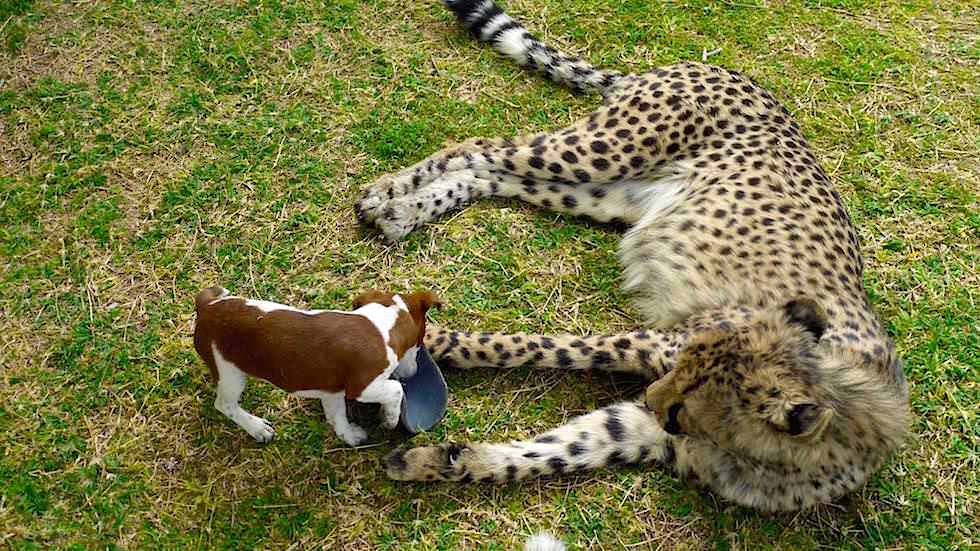 Verspielter Gepard auf Geparden Farm Namibia 