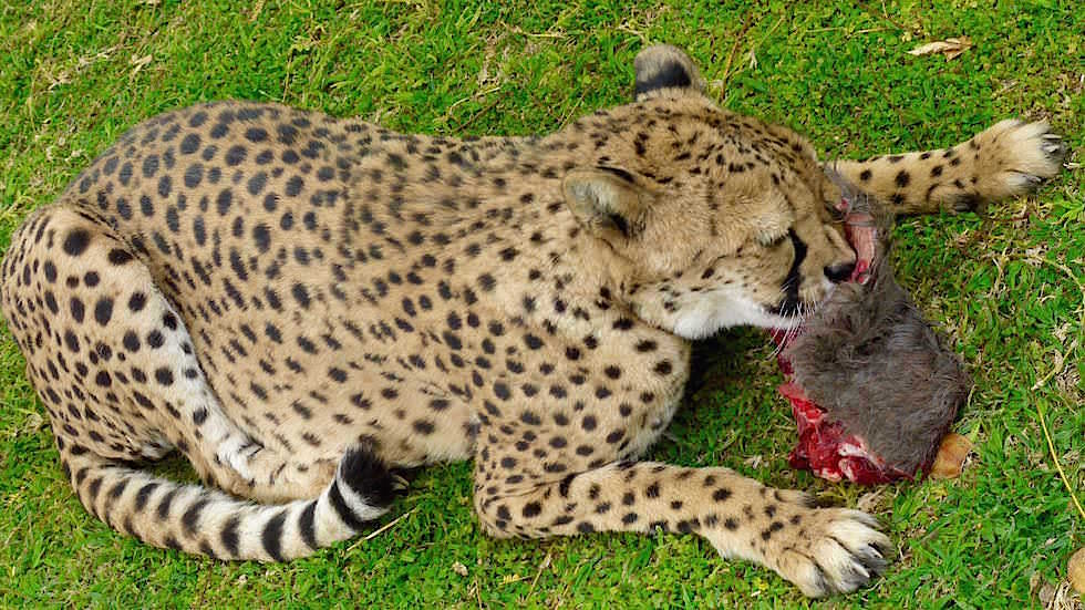 Geparden Fütterung Otjitotongwe Cheetah Park - Namibia Afrika