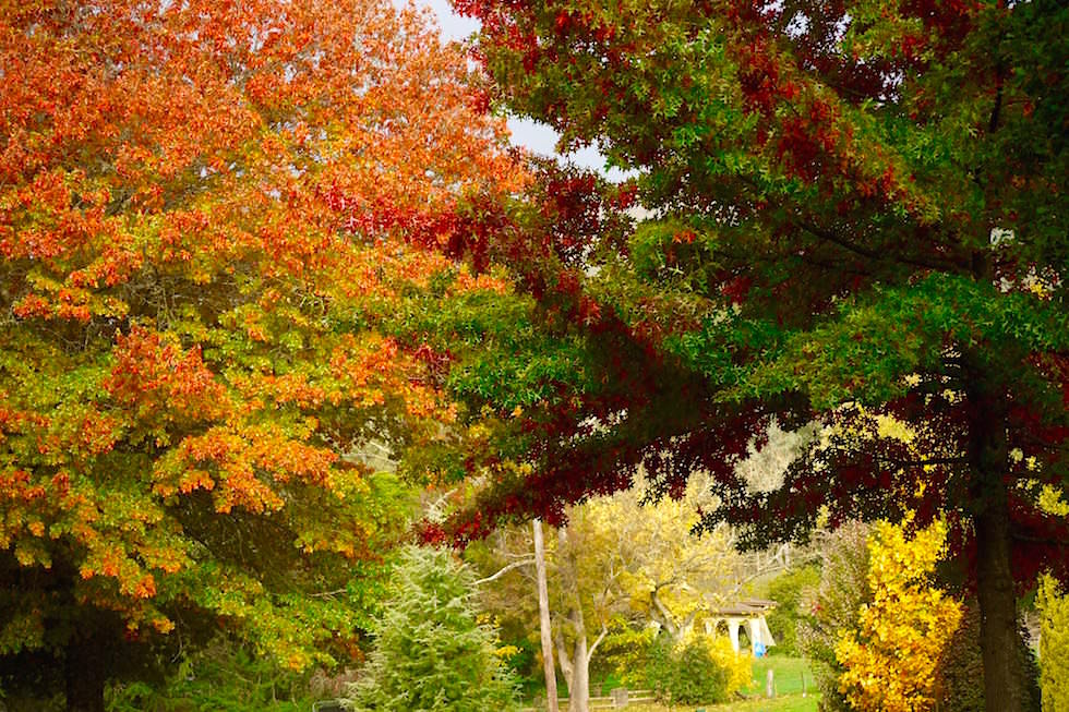 Bunte Laubbäume im Herbst - Bright - Victoria