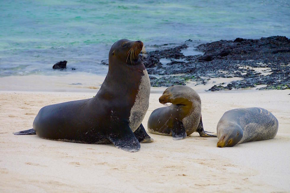 Seelöwen Familie - Cerro Brujo - Galapagos San Cristobal