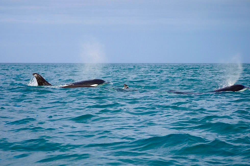 Orcas - Schwertwale Familie San Cristobal - Galapagos