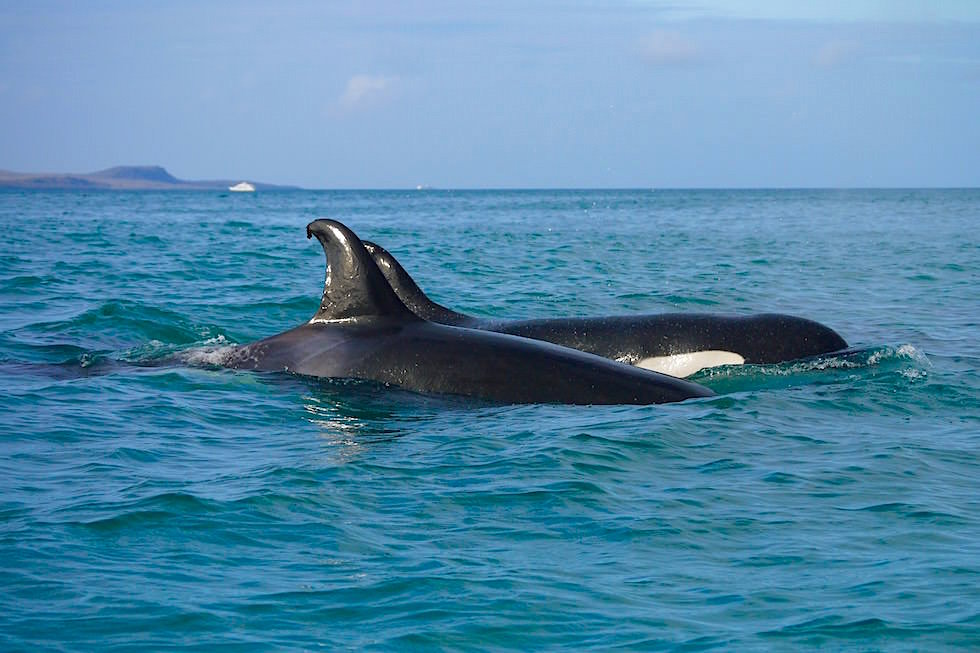 Orcas, Schwertwale vor der Küste von San Cristobal - Galapagos