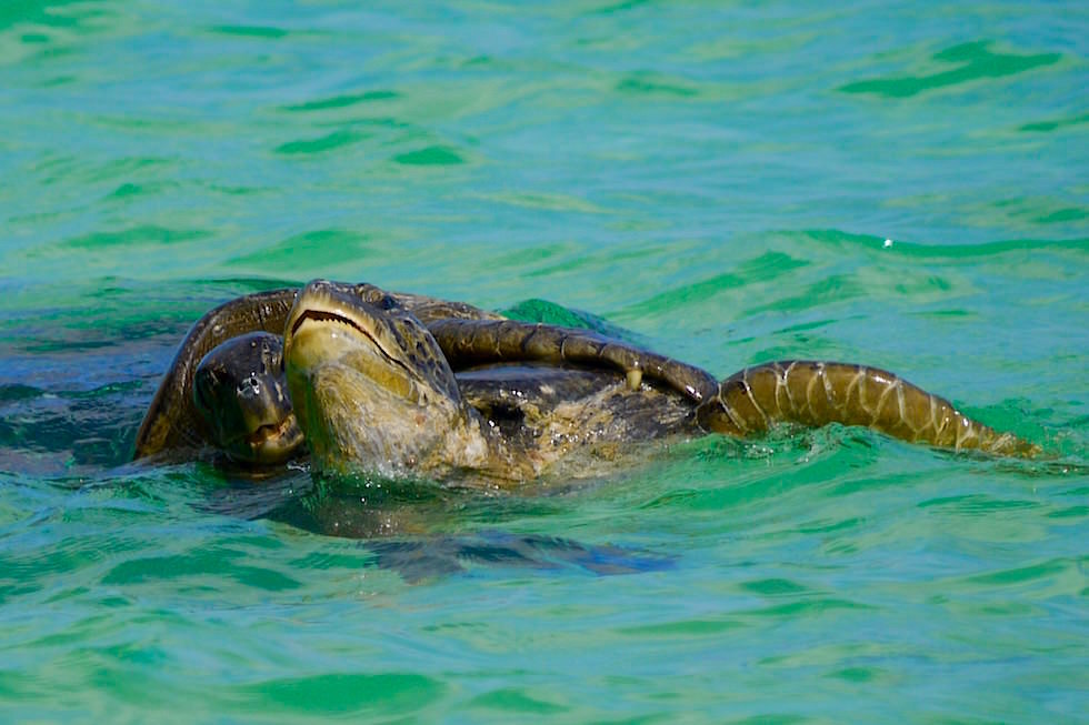 Schildkröten paaren sich - Cormorant Point - Floreana - Galapagos
