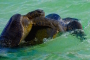 Galapagos Inseln: Floreana – Wo paarende Schildkröten das Meer zum Brodeln bringen!
