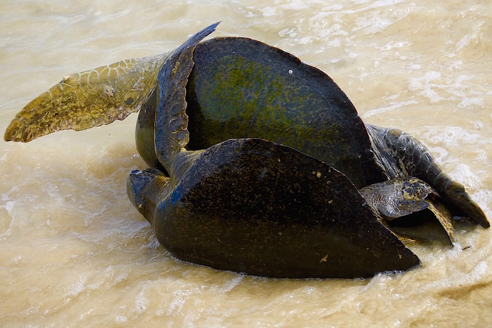 Schildkröten umgefallen - Cormorant Point - Floreana - Galapagos