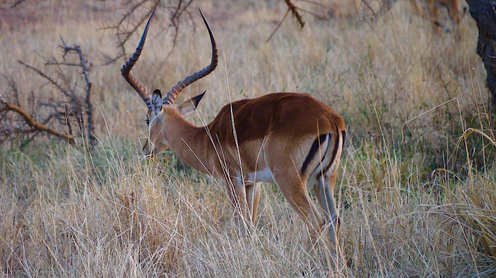 Impala - Serengeti National Park - Tanzania