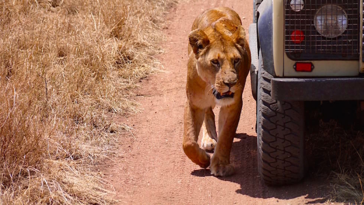 Löwin tarnt sich - Serengeti National Park - Tanzania