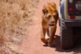 30 Tierische Gründe für den Besuch des Serengeti Nationalparks – Tierparadies Afrika!