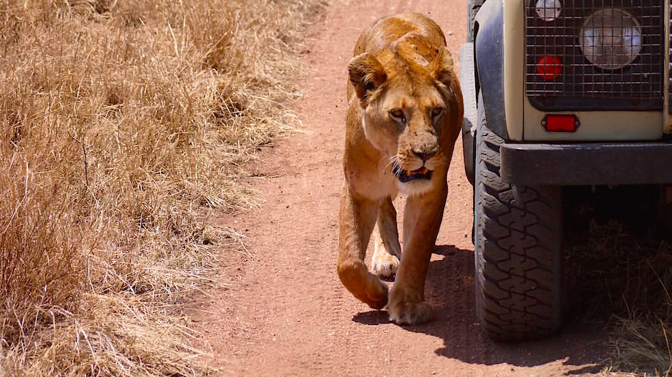 Löwin tarnt sich - Serengeti National Park - Tanzania