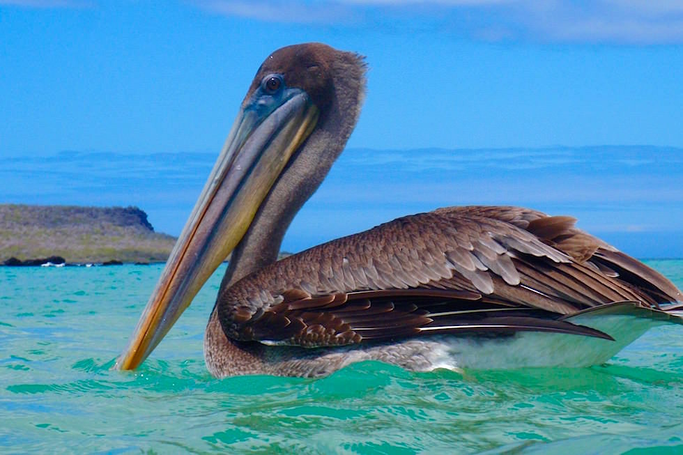 Pelikan Post Office Bay - Floreana Galapagos
