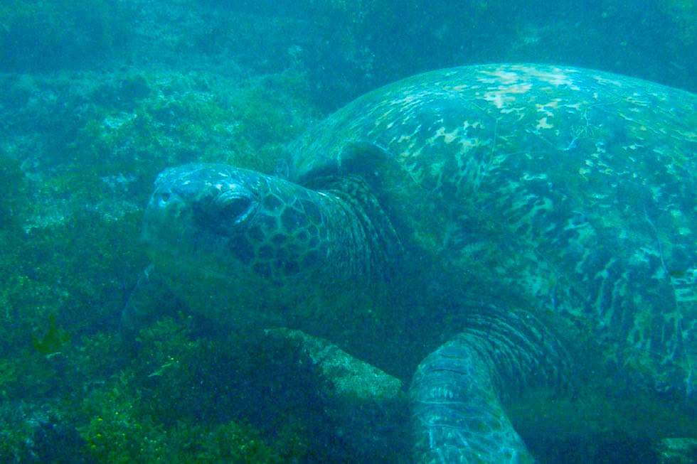 Meeresschildkröte Post Office Bay - Floreana Galapagos