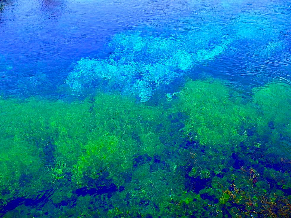 Pupu Springs - Leuchtende Farben & reinstes Quellwasser der Welt - Golden Bay - Südinsel Neuseeland